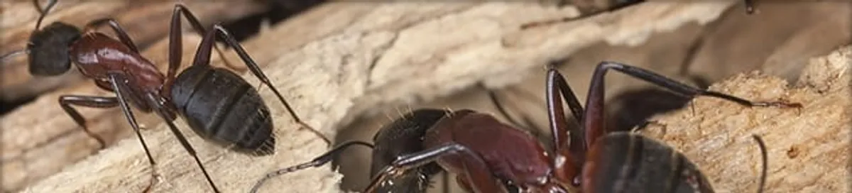 Close-up of ants on wood showing an active ant infestation in Fort Collins, CO