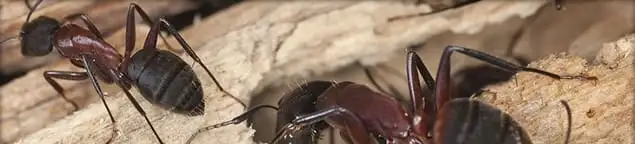 Close-up of ants on wood showing an active ant infestation in Fort Collins, CO
