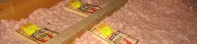 Mouse traps placed in an attic for rodent control in Fort Collins, CO