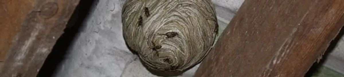 Wasp nest in an attic space, a common home infestation risk in Fort Collins, CO