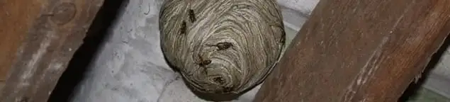 Wasp nest in an attic space, a common home infestation risk in Fort Collins, CO