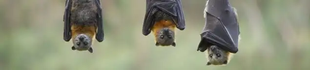 Bats roosting together, a common sign of a bat infestation in Fort Collins, CO