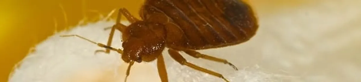 Close-up of a bed bug, a sign of an active infestation in Fort Collins, CO