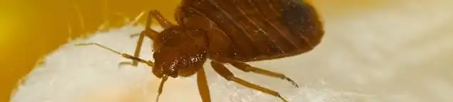 Close-up of a bed bug, a sign of an active infestation in Fort Collins, CO