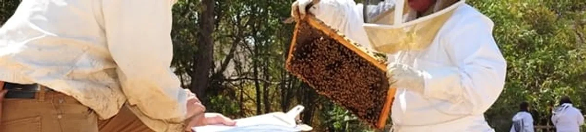Bee removal specialists relocating a hive and honeycomb safely in Fort Collins, CO