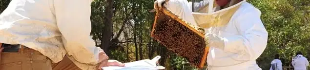 Bee removal specialists relocating a hive and honeycomb safely in Fort Collins, CO