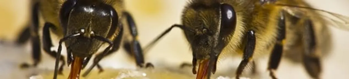 Close-up of honey bees, a sign of a nearby hive in Fort Collins, CO