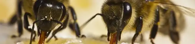 Close-up of honey bees, a sign of a nearby hive in Fort Collins, CO