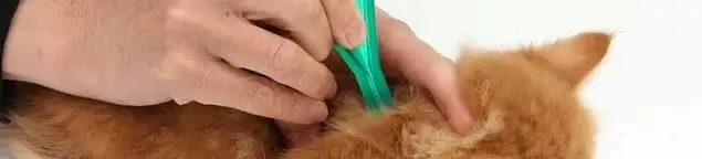 Flea treatment for pets using a flea comb, a sign of flea problems in Fort Collins, CO
