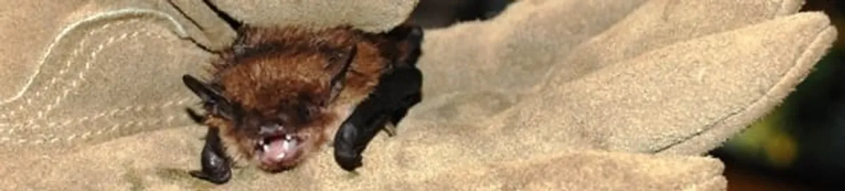 Bat removal specialist holding a bat safely during humane exclusion in Fort Collins, CO