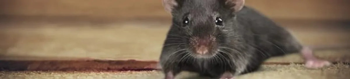 Mouse indoors, a common sign of a rodent infestation in Fort Collins, CO