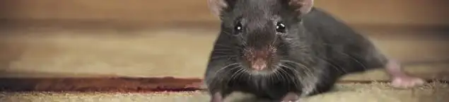 Mouse indoors, a common sign of a rodent infestation in Fort Collins, CO