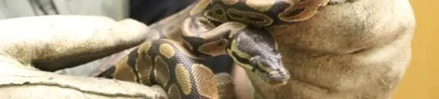 Snake removal specialist safely handling a snake with protective gloves in Fort Collins, CO
