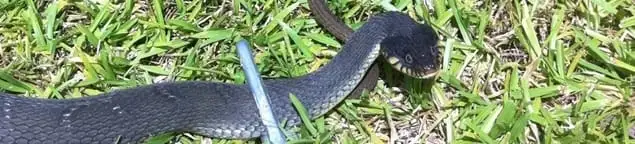 Snake in a yard, a common sign of a snake problem near a home in Fort Collins, CO