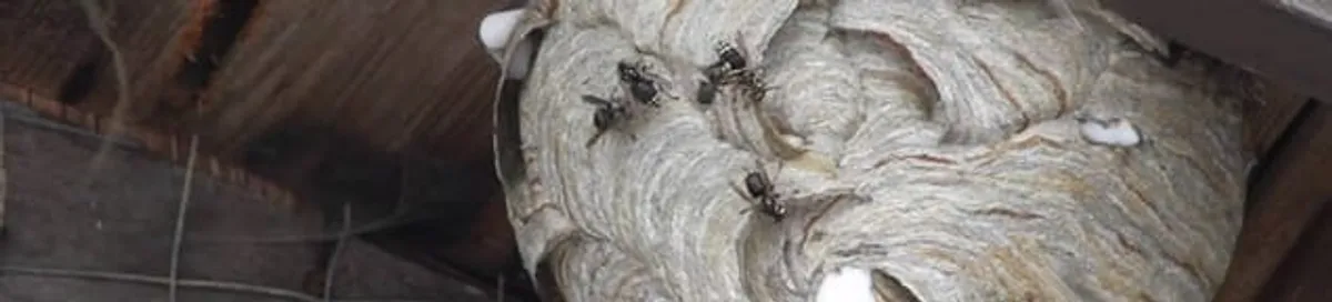 Close-up of a wasp nest with active wasps, a sign of an infestation in Fort Collins, CO