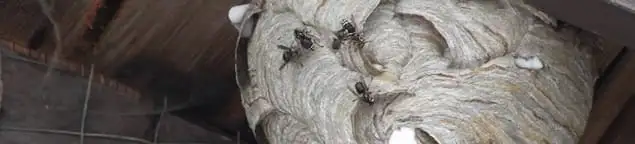 Close-up of a wasp nest with active wasps, a sign of an infestation in Fort Collins, CO